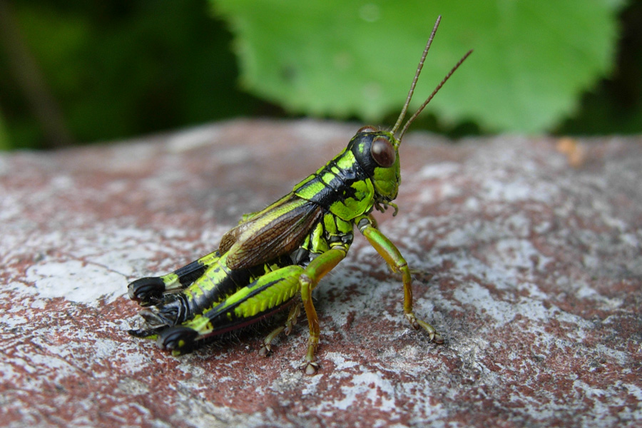 Ortotteri trentini: Decticus verrucivorus, Podisma pedestris